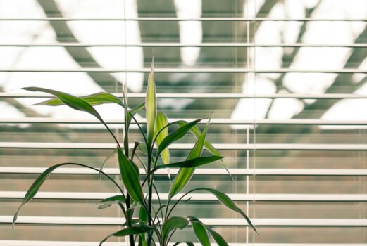 blinds & plant